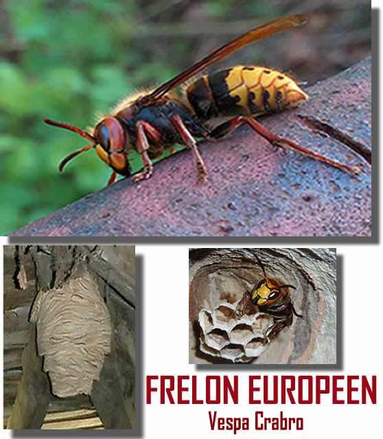 Le frelon européen - Vespa Crabro